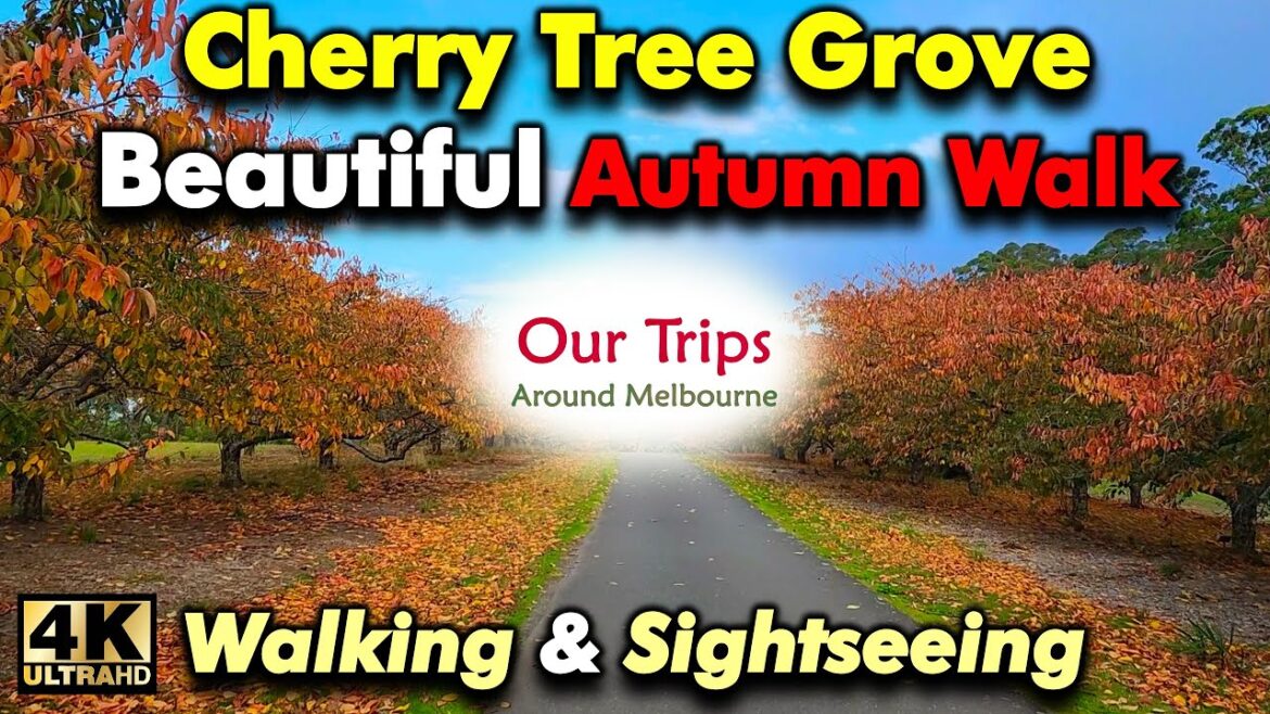 CHERRY TREES Botanic Gardens Beautiful Colors Autumn WALKING & SIGHTSEEING Dandenong Ranges Victoria