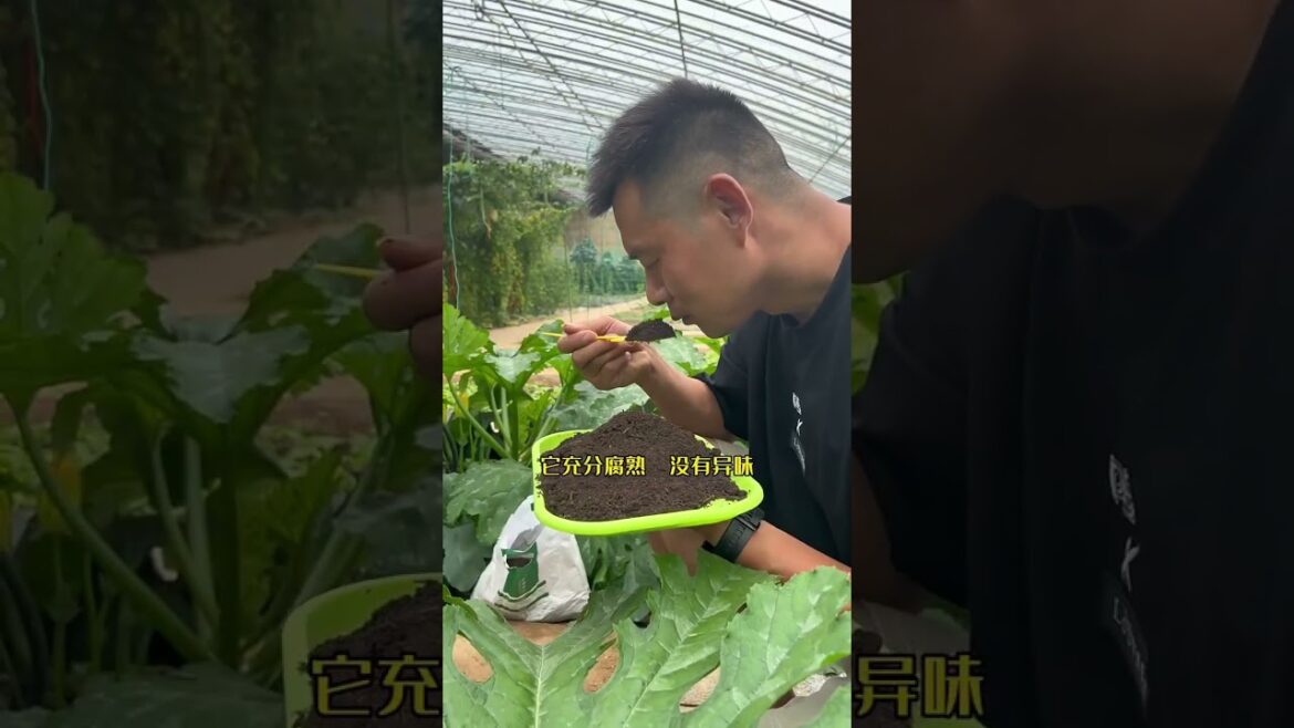 I growing garden at home by Meimei/ Vegetable I growing garden at home by Meimei/ Vegetable