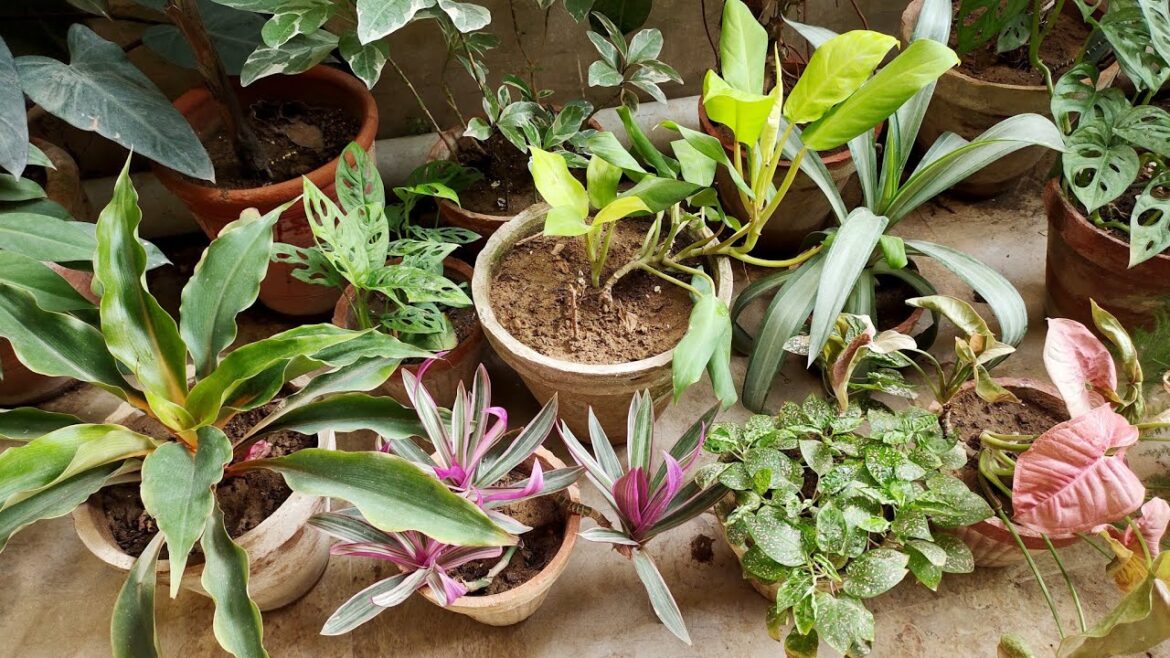 12 Easy To Care Plants In My Garden | Low Maintenance Plants
