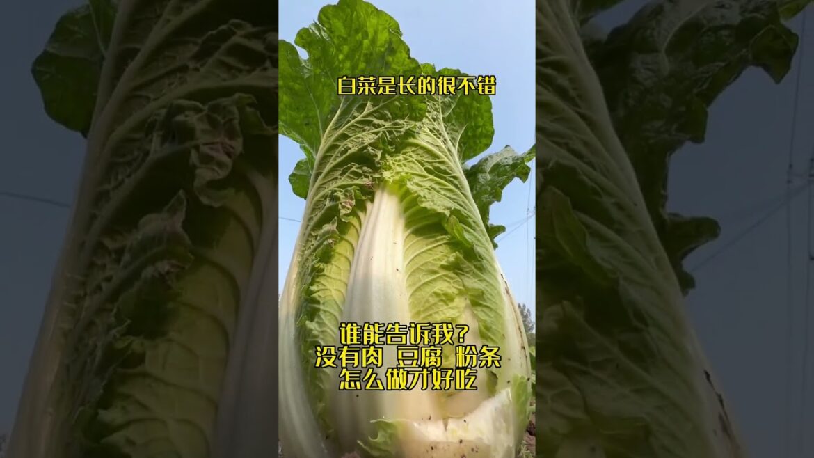 I growing garden at home by Meimei/ Vegetable