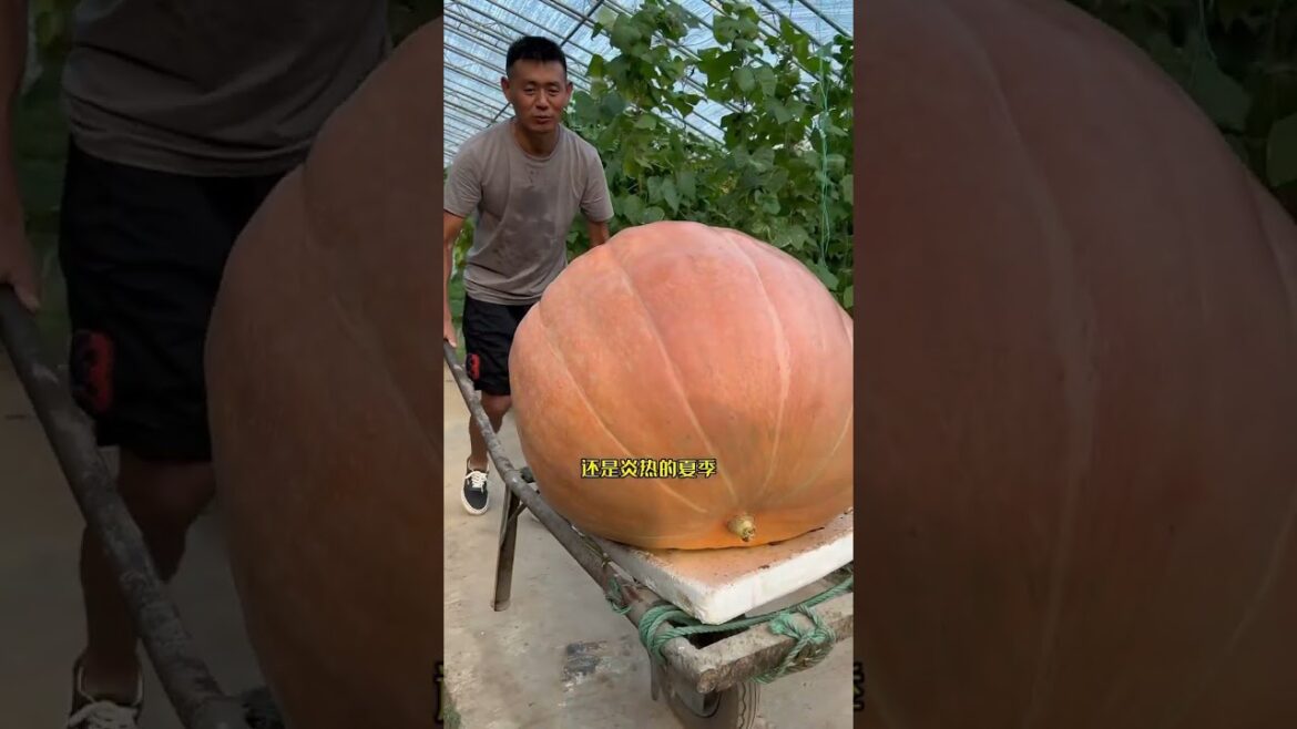 I growing garden at home by Meimei/ Vegetable
