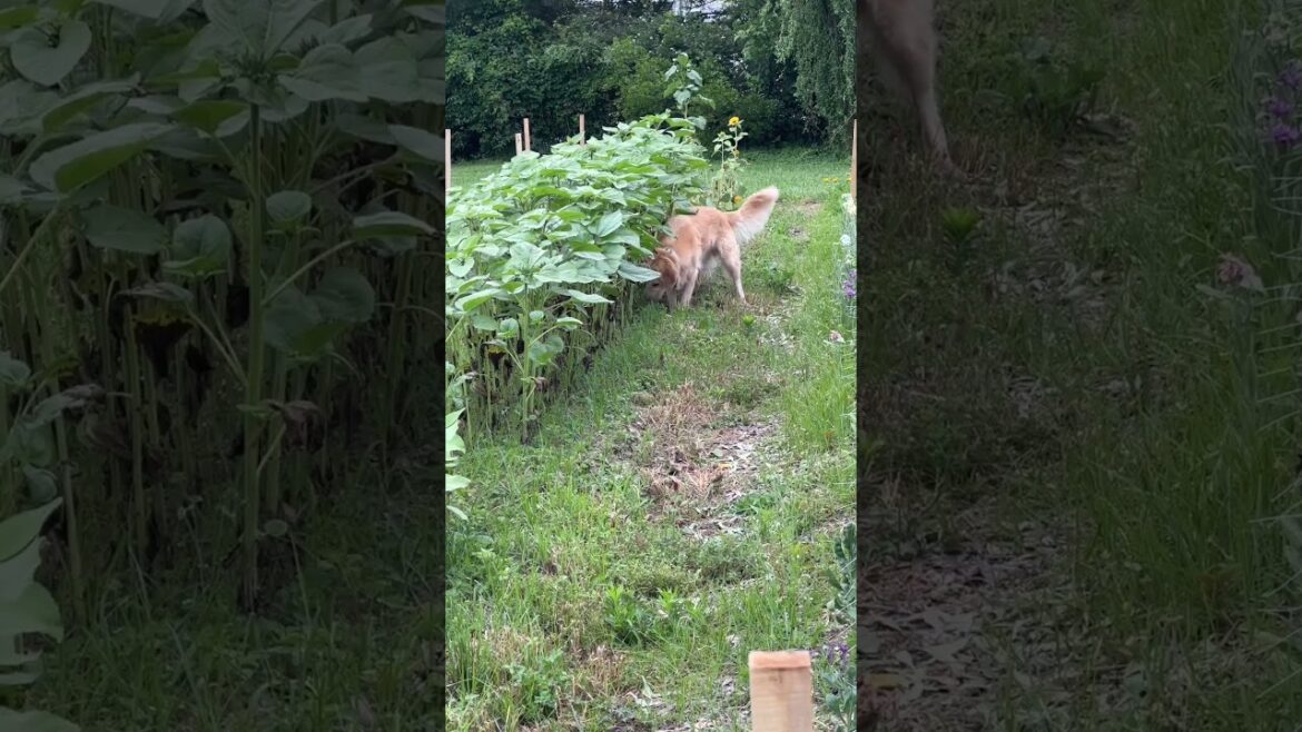 Farm Dog Tuc is busted