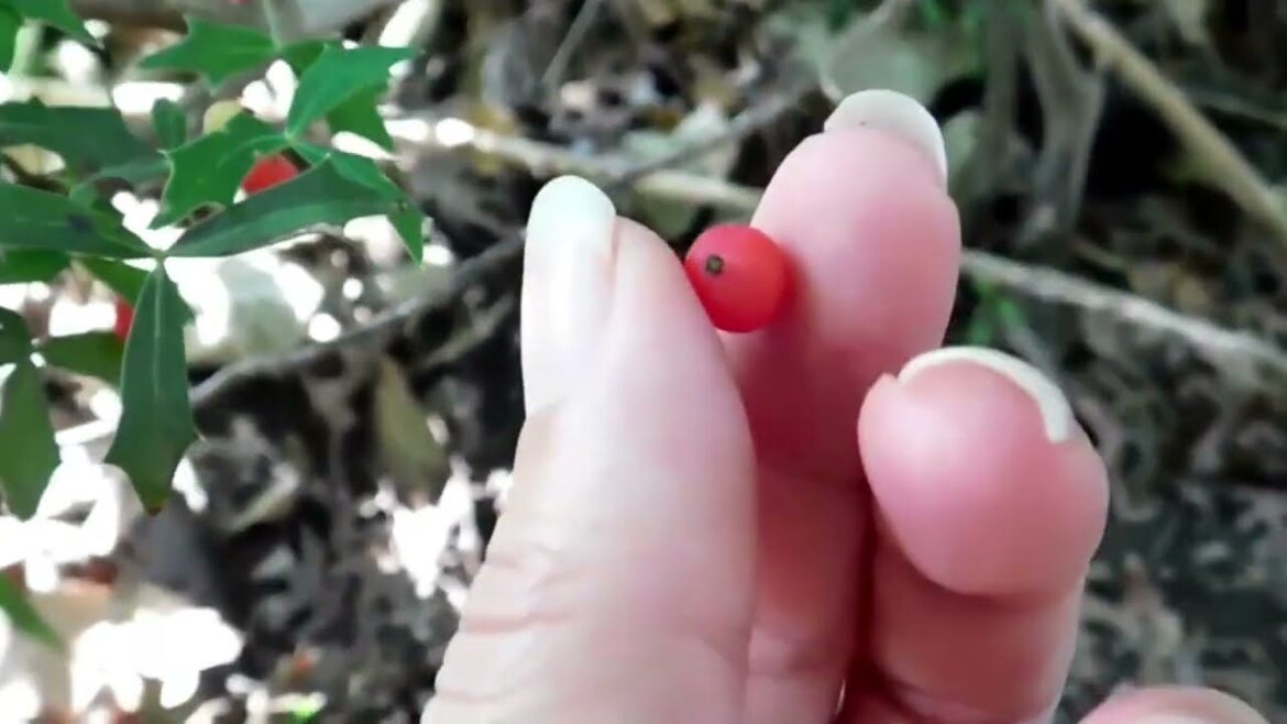 Foraging Agarita Berries In Texas | Edible and Medicinal Properties of Agarita | Fruit Of Texas