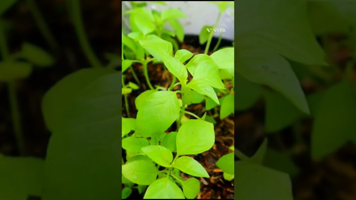 Garden Decor.. #creative #landscape #art #garden #verticalgarden #plant #creative Garden Decor.. #creative #landscape #art #garden #verticalgarden #plant #creative