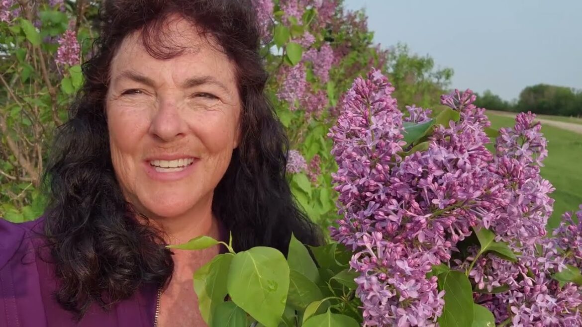 Old Fashioned Lilacs Bouquet 🌷 #gardening Old Fashioned Lilacs Bouquet 🌷 #gardening