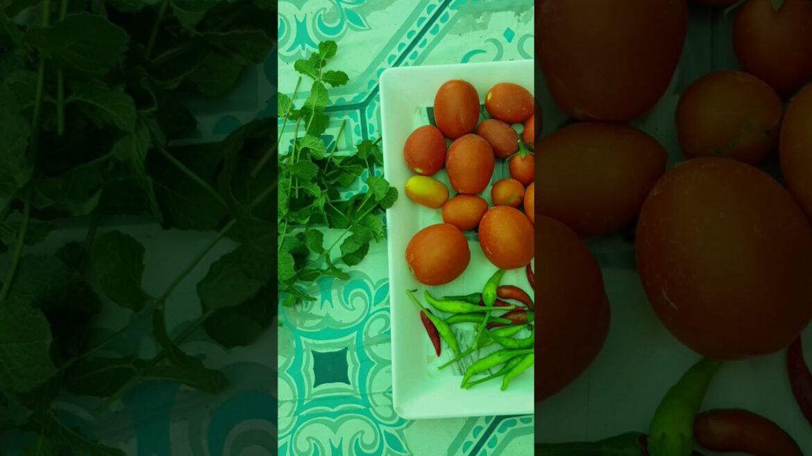 Today's harvest from my kitchen Garden #gardaningwithfatima #shorts