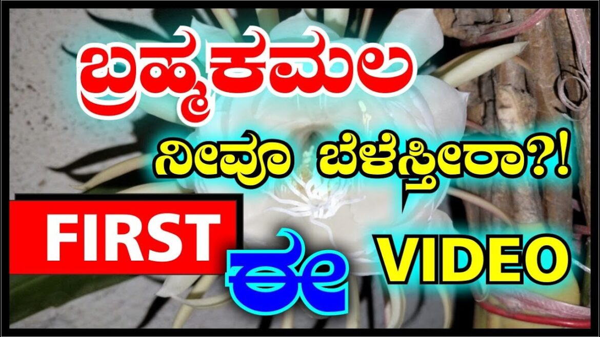 ಬ್ರಹ್ಮಕಮಲ ನೀವೋ ಬೆಳೆಸ್ತೀರಾ? first ಈ video ನೋಡಿ #brahmakamala #marysmanegarden #gardener