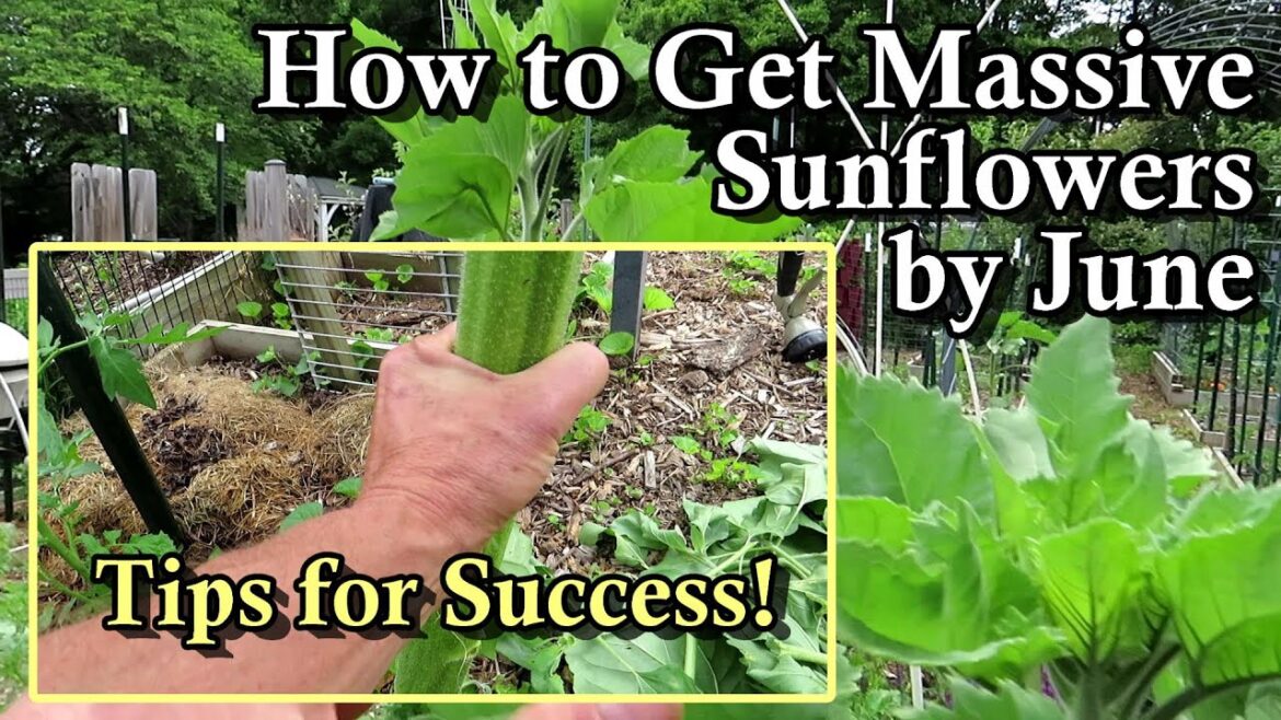 How to Get Massive Sunflowers by June 1st & Later: Don't Buy Transplants Direct Sow Them Early!