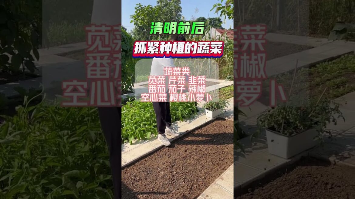 I growing garden at home by Meimei/ Vegetable I growing garden at home by Meimei/ Vegetable