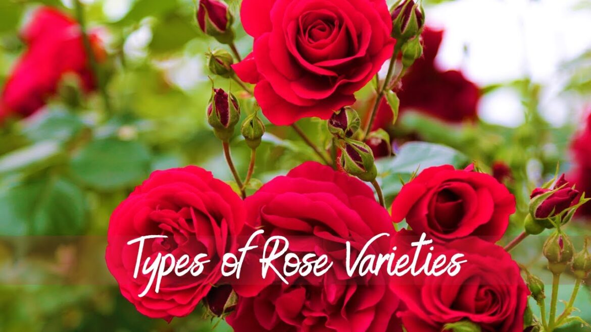 Essential Rose Varieties for Gardening. #roses #rose #gardeningtips #rosè #nature #gardener #garden Essential Rose Varieties for Gardening. #roses #rose #gardeningtips #rosè #nature #gardener #garden