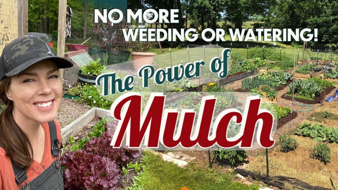 Why to Mulch and Best Natural Mulches Why to Mulch and Best Natural Mulches