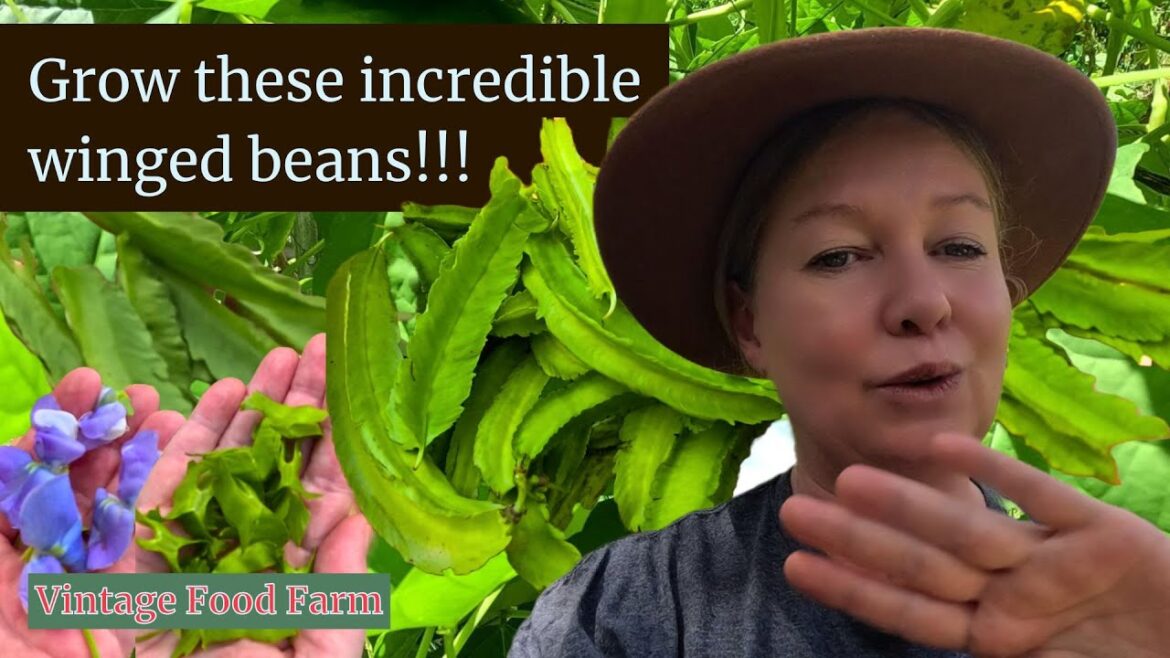 You’ve gotta grow these INCREDIBLE winged beans!!! 🤠🌿🌿🌿 You've gotta grow these INCREDIBLE winged beans!!! 🤠🌿🌿🌿