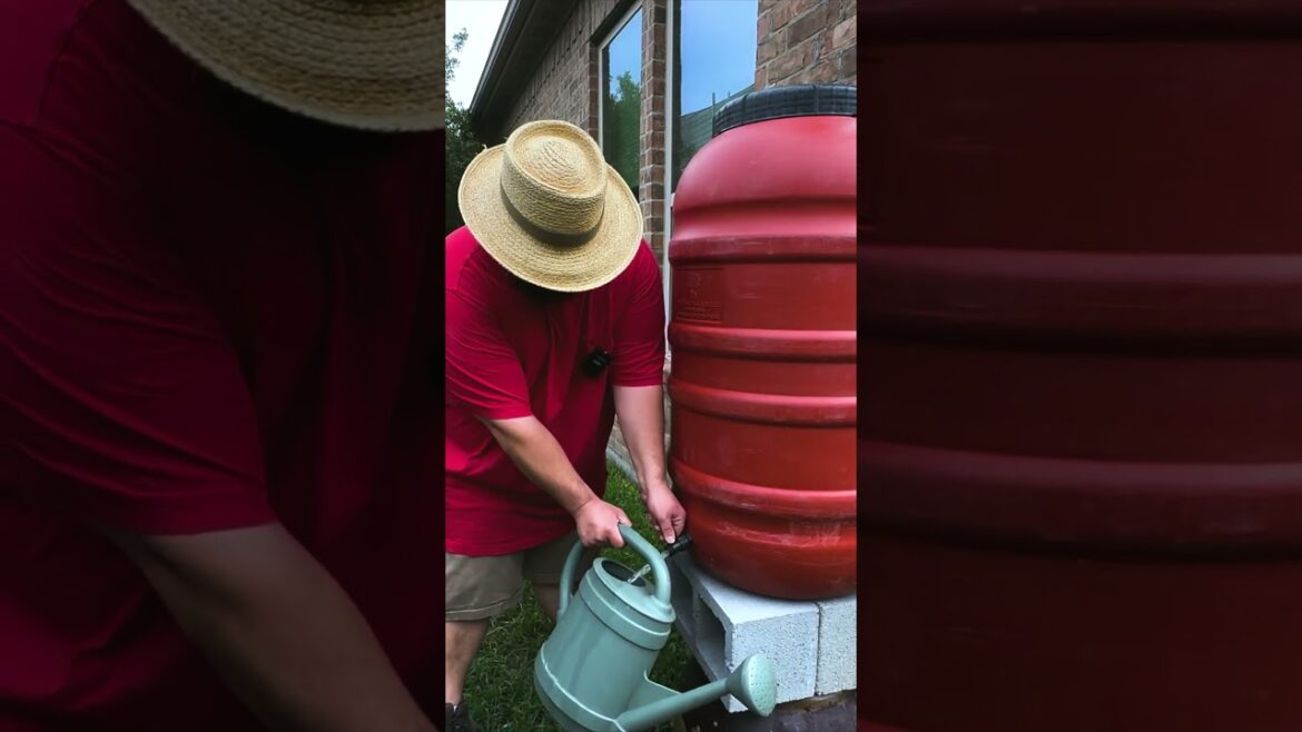 The Sounds of My Garden: Growing A Avocado In Containers The Sounds of My Garden: Growing A Avocado In Containers