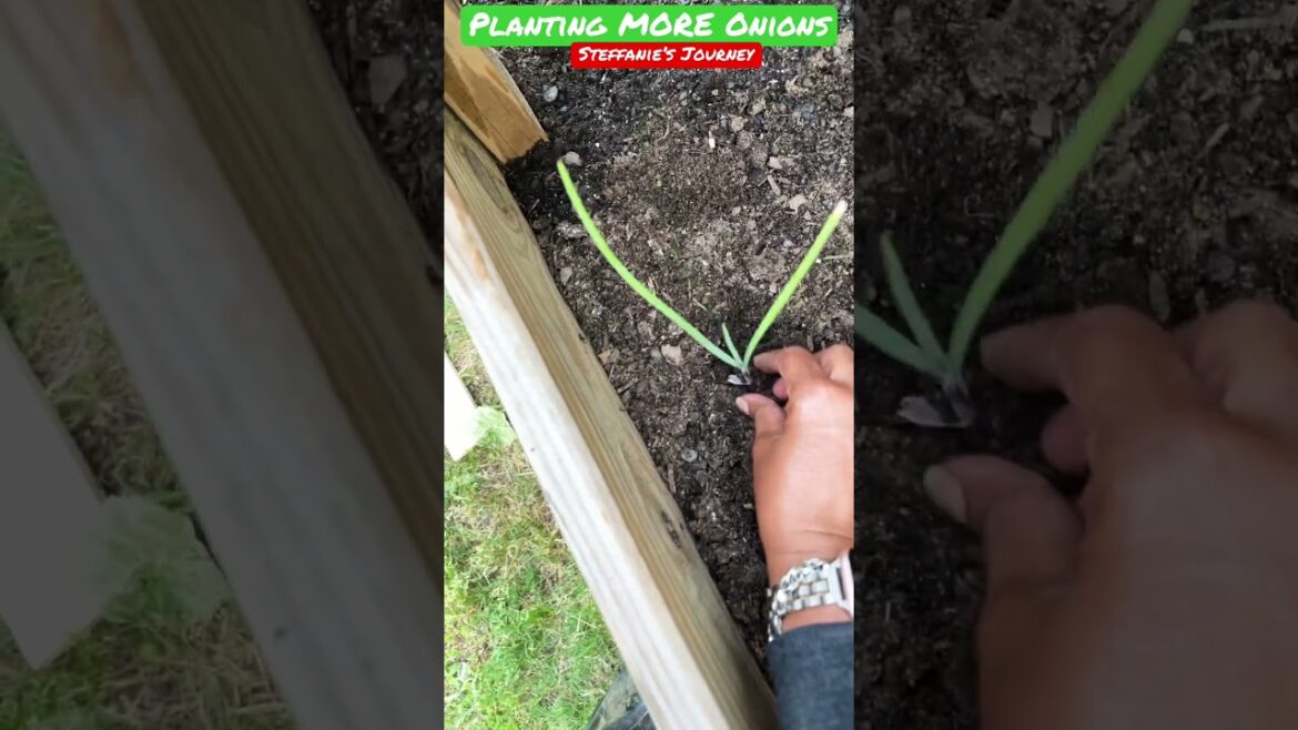 Planting MORE Red Onions || Zone 7B || Gardening || Short 91 || Steffanie’s Journey