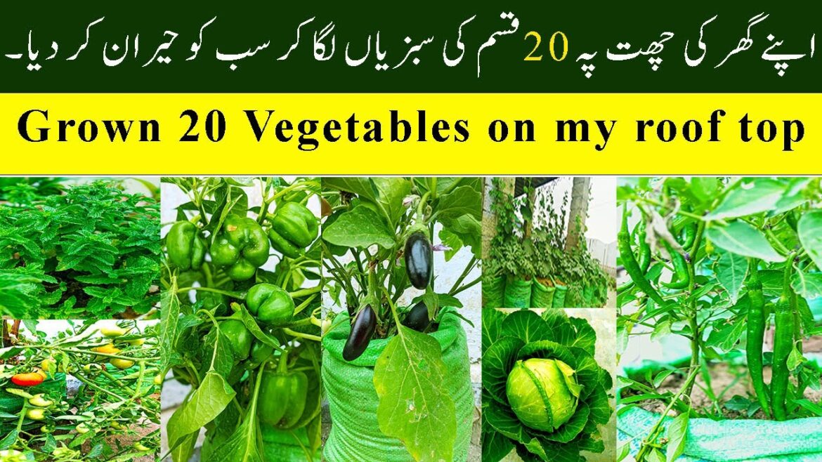 Roof top vegetables growing