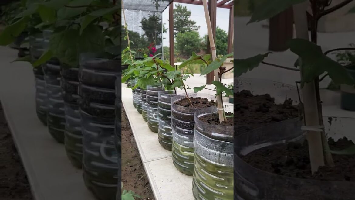 I growing garden at home by Meimei/ Vegetable I growing garden at home by Meimei/ Vegetable