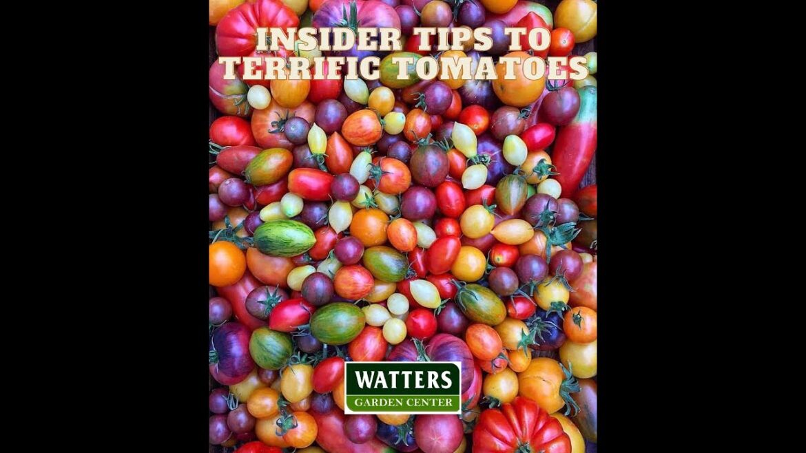 Top 10 Questions of the Week – Insider Tips to Growing Terrific Tomatoes Top 10 Questions of the Week - Insider Tips to Growing Terrific Tomatoes