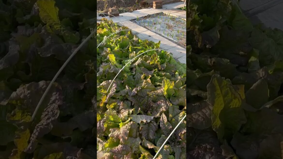 I growing garden at home by Meimei/ Vegetable I growing garden at home by Meimei/ Vegetable