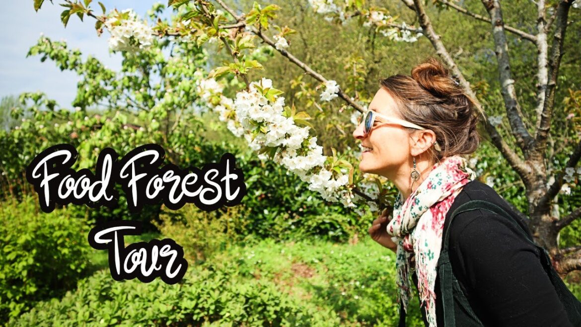 Forest Garden Tour - Spring UK - Fruits, Berries & Medicinal Herbs | Year 5 | Temperate Climate