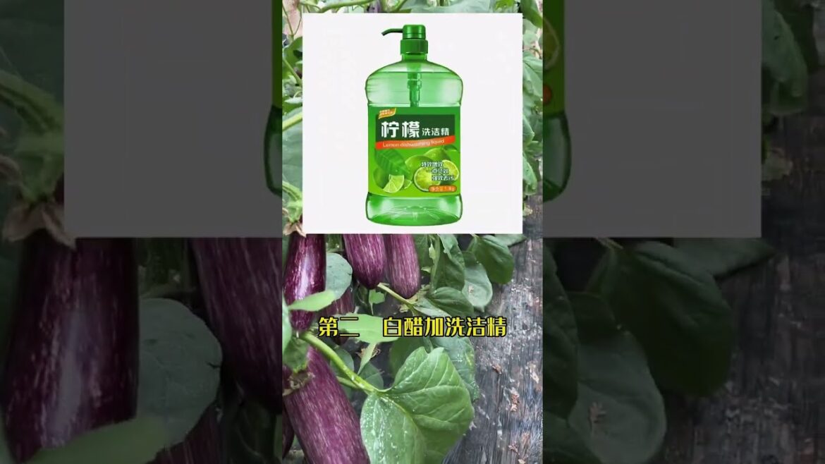 I growing garden at home by Meimei/ Vegetable