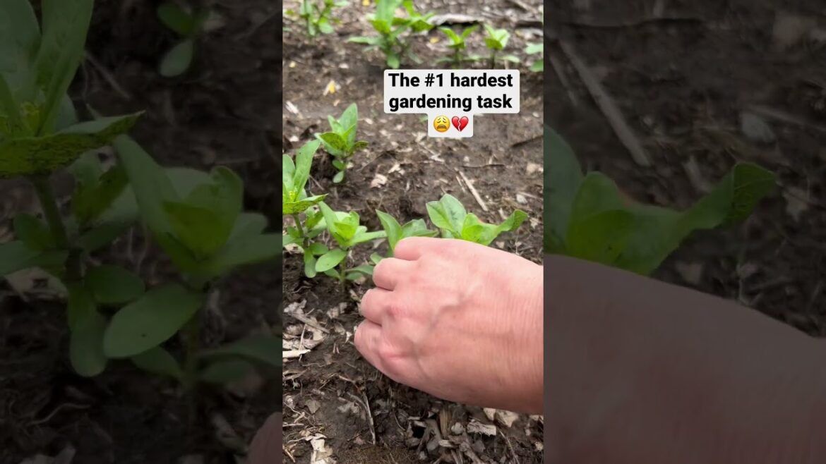 🌱 Why this is actually GOOD for your seedlings - in the description ⬇️ #gardentips