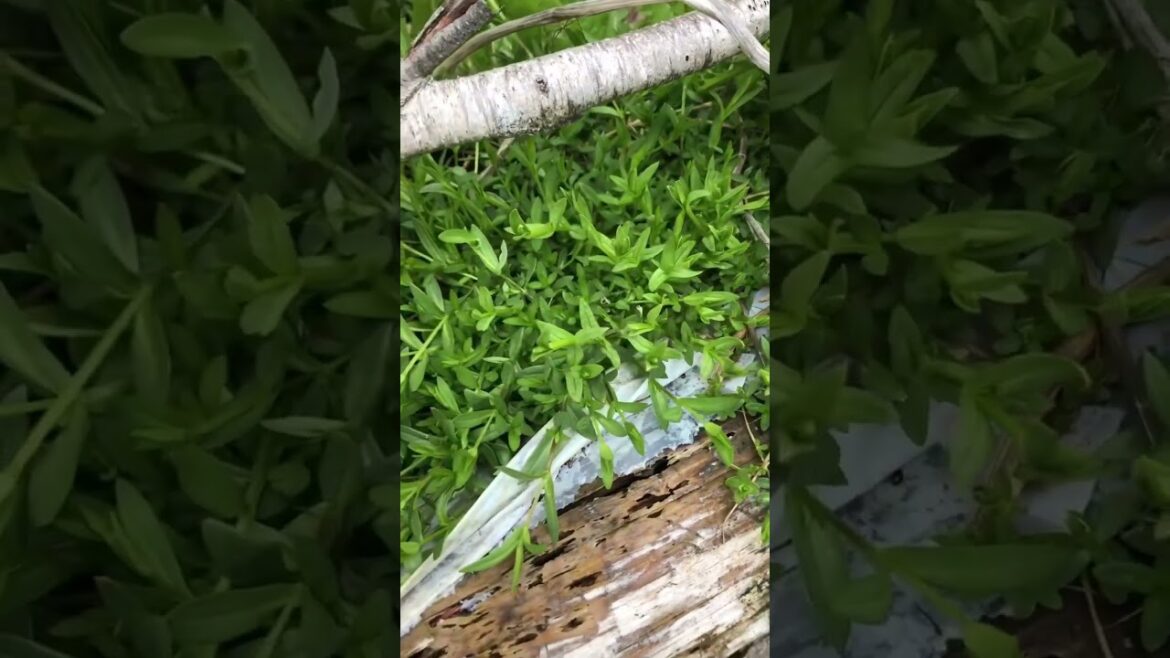 Chickweed Nutrition #Shorts  Chickweed Nutrition #Shorts 