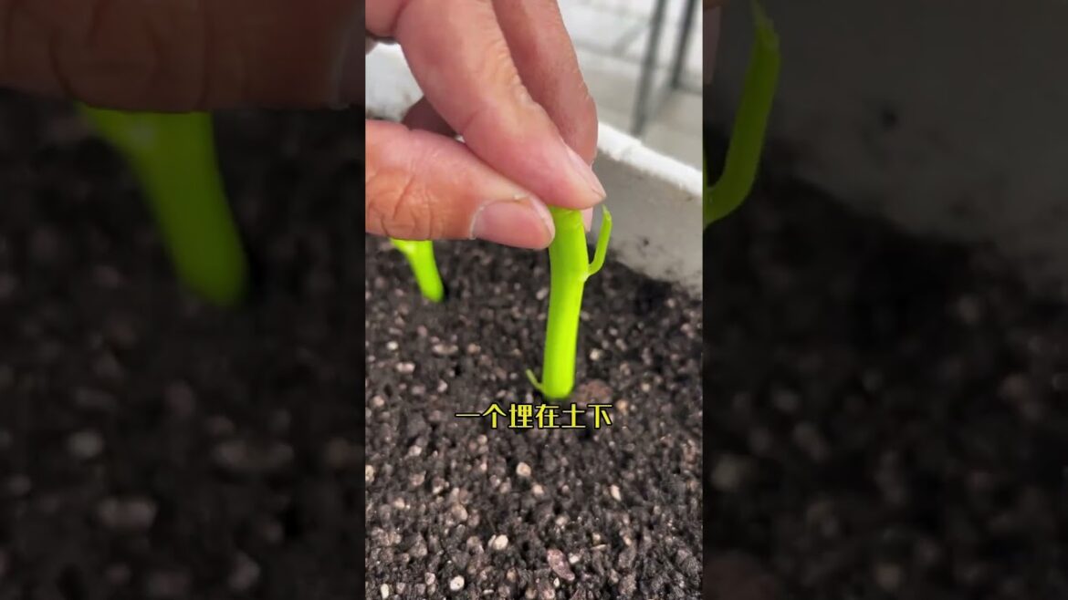 I growing garden at home by Meimei/ Vegetable