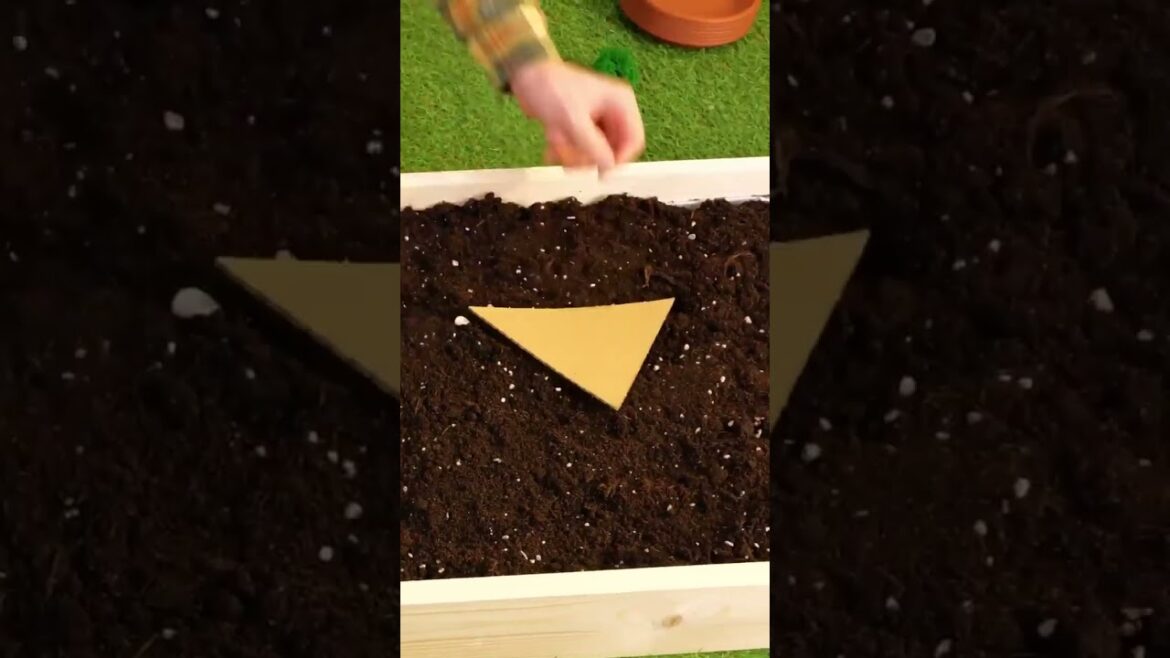 How to grow any plants in your garden #shorts How to grow any plants in your garden #shorts