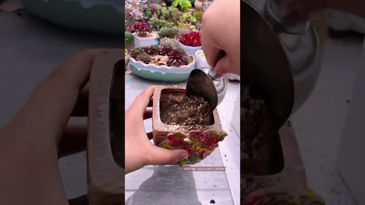 Useful tips for succulents | 多肉植物 | 다육이들 | Suculentas