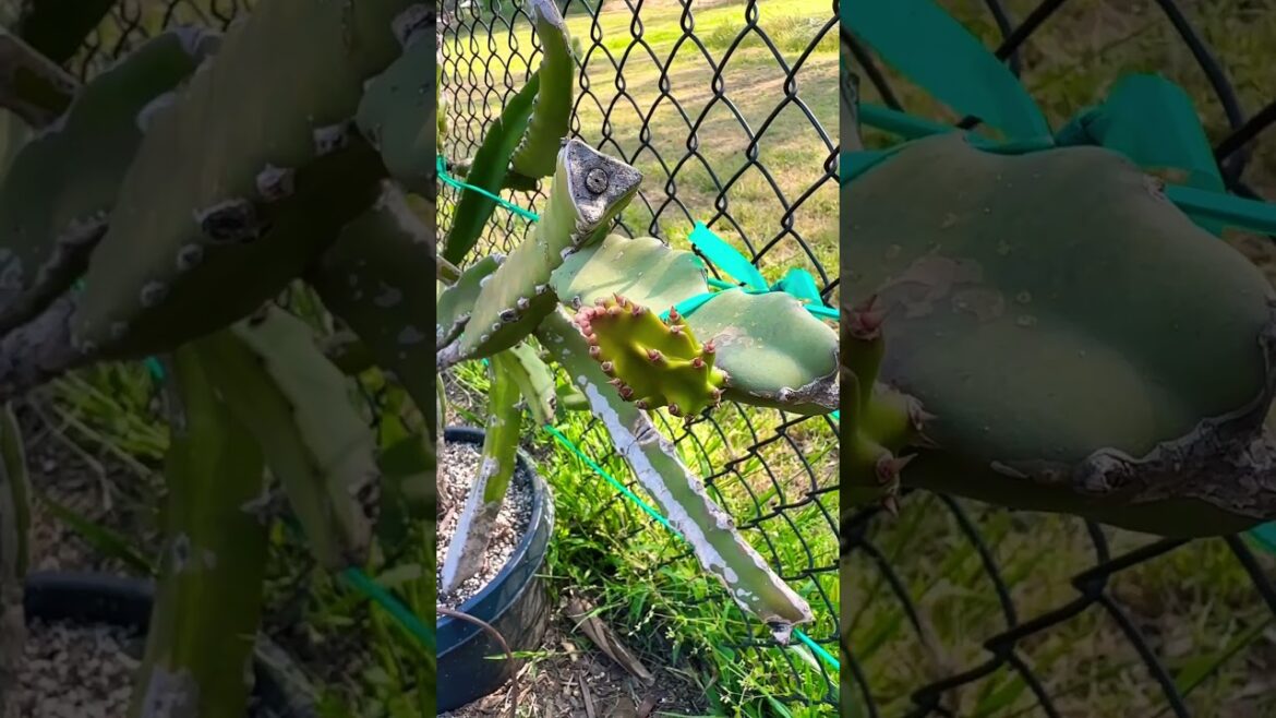 Arizona Purple Bud 🐉❤️🇺🇸 #gardening #dragonfruit #pitahaya #dragonfruits #plant #dragonfruitfarm