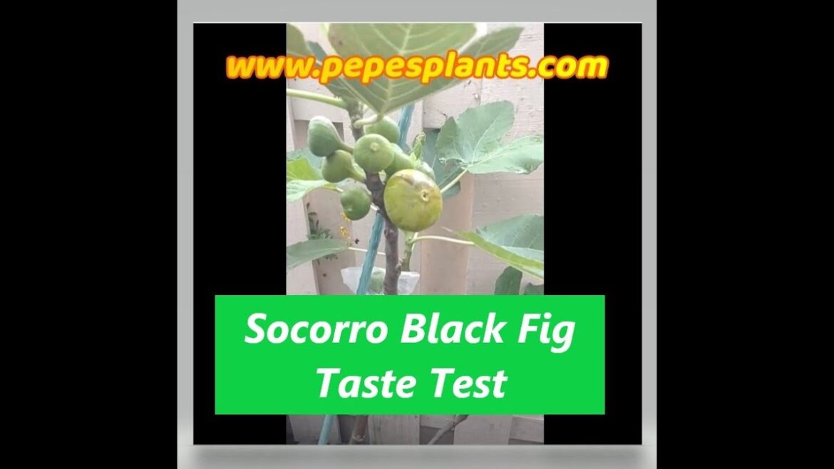 Container grown Fig Socorro Black - Fruit Trees 2023