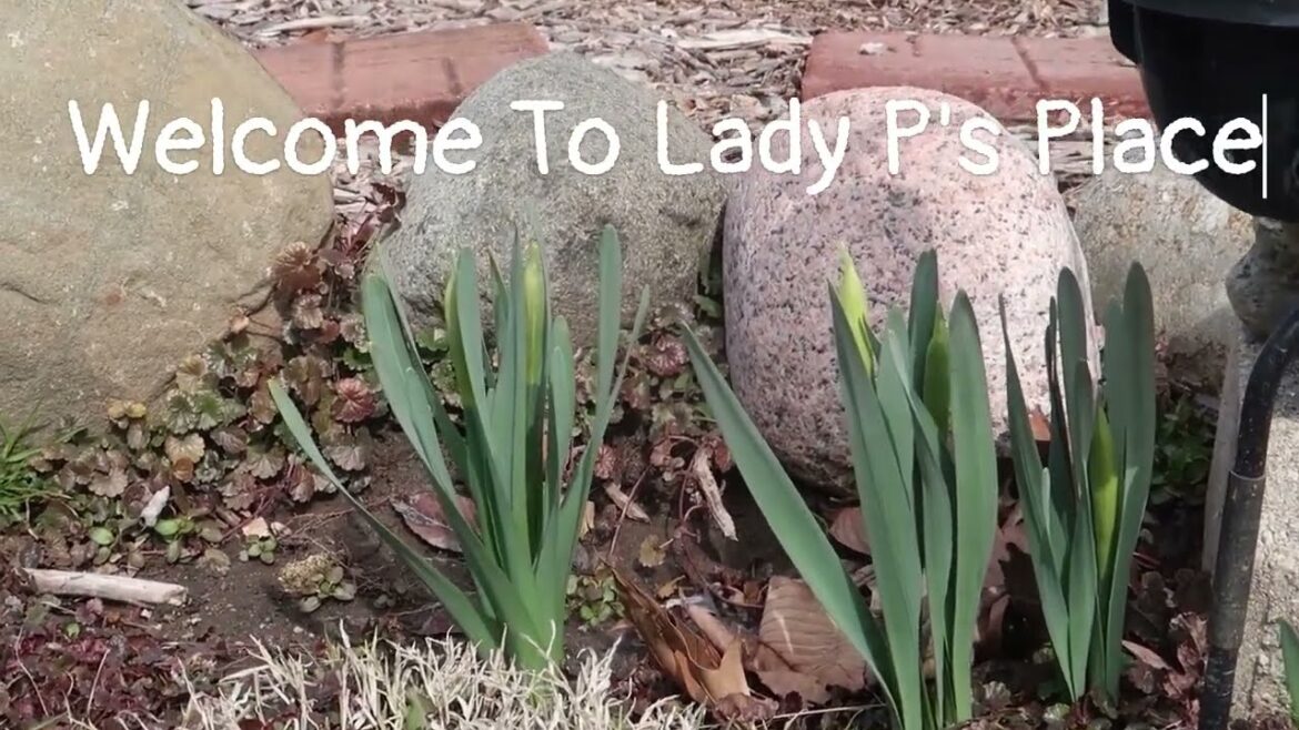 Backyard Garden Fence