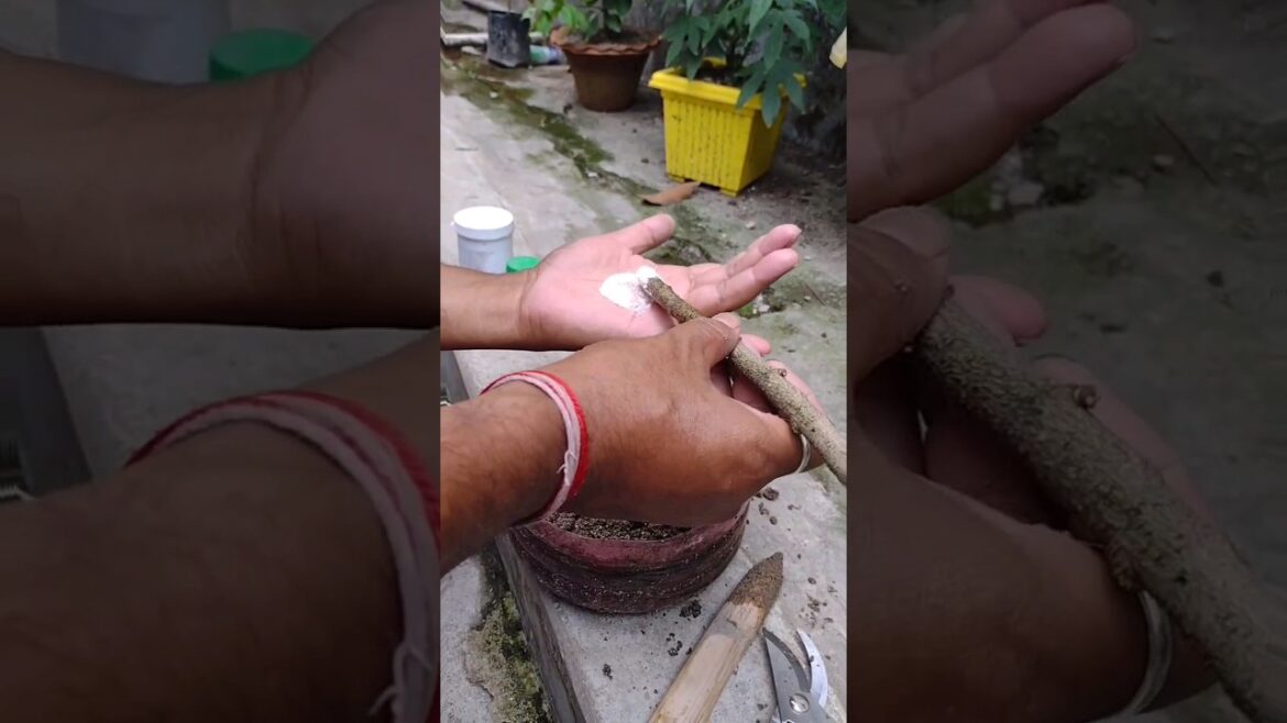 use of fungicides & rooting hormone#gardening #plants #tips #secret #shorts