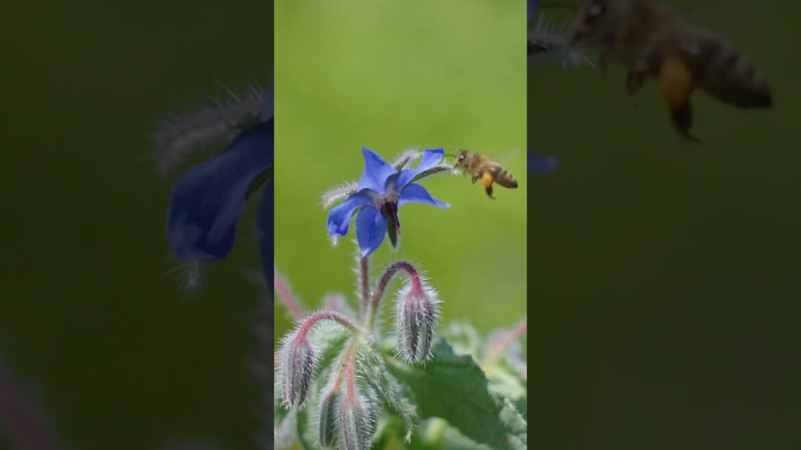This Edible Flower Tastes Like Cucumber! #shorts #kitchengarden