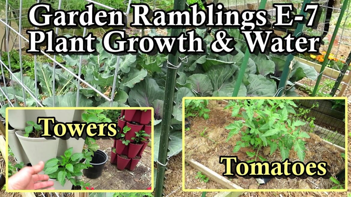 Tomatoes Doubled, Pruning Tips, Interplanting, Peppers, Watering: Garden Ramblings Tips & Tour E-7