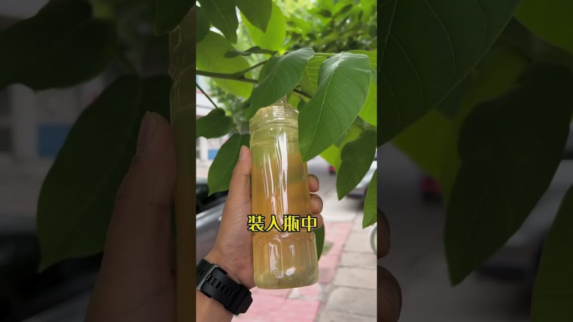 I growing garden at home by Meimei/ Vegetable