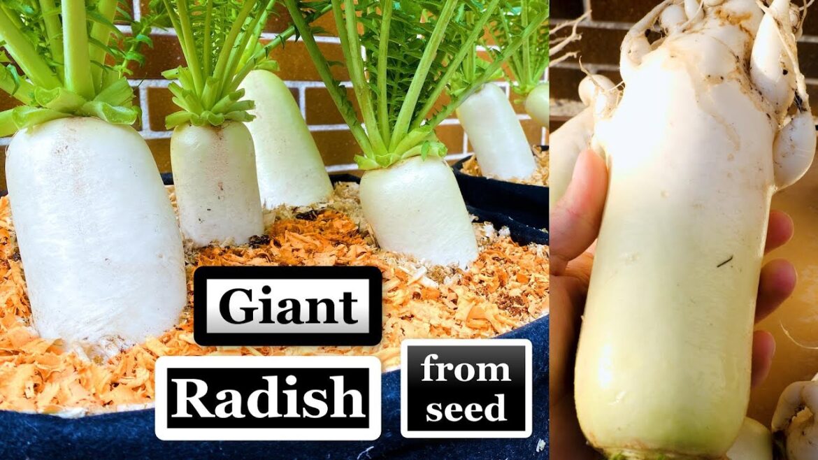 How to Grow Big Radish from Seed to Harvest - Container Garden