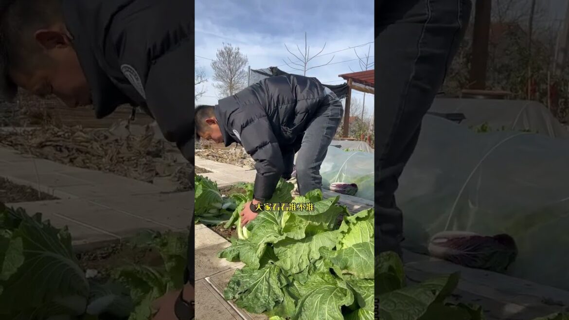 I growing garden at home by Meimei/ Vegetable