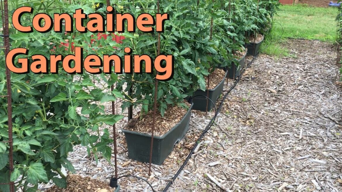 UNLOCK the Power of CONTAINER GARDENING: Grow DELICIOUS Veggies NOW! #containergardening #earthbox UNLOCK the Power of CONTAINER GARDENING: Grow DELICIOUS Veggies NOW! #containergardening #earthbox