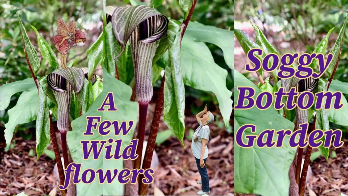 Spring Journaling: Some Soggy Bottom Gardening & a Few Wildflowers!