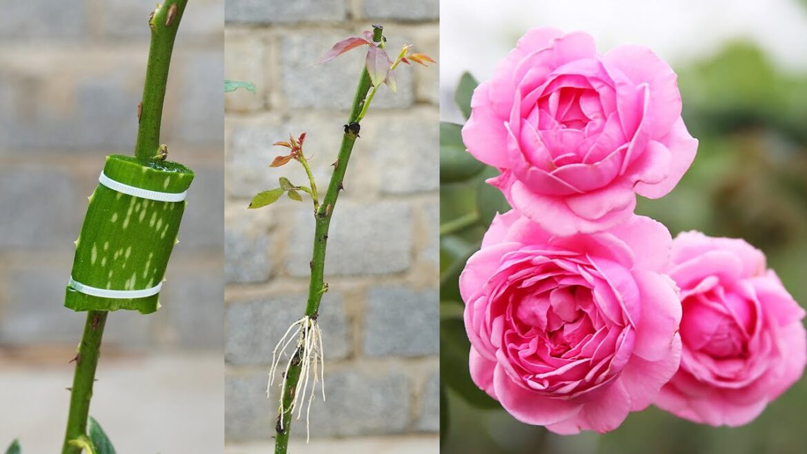 Tips For Extracting Rose Branches With Aloe Vera, Growing Roses With Easy Stems