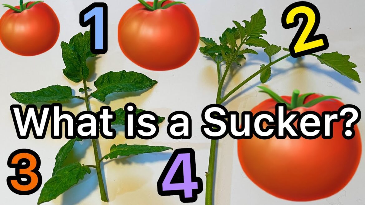 Know the 4 Parts of a Tomato Plant to Grow Tomatoes Successfully to Produce Fruit, Container Garden