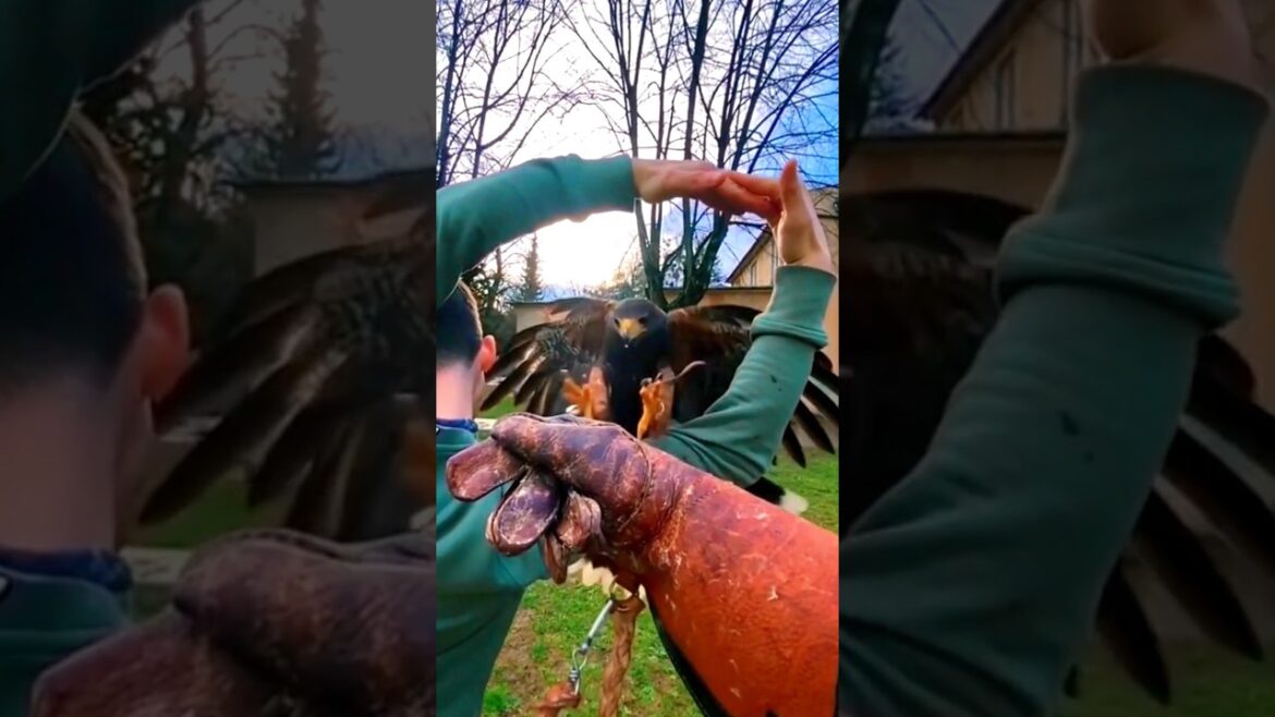 Best trainer 💢 🔥 Training birds 🐦 dangerous moves