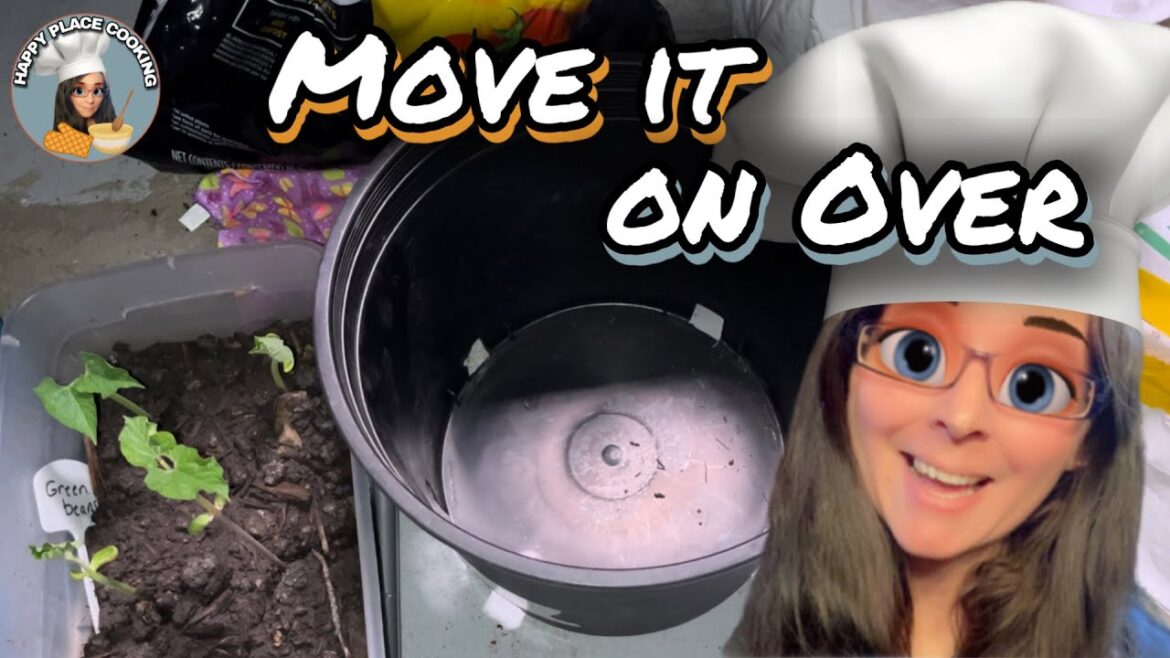 Beans find a New Home – Container Gardening Beans find a New Home - Container Gardening