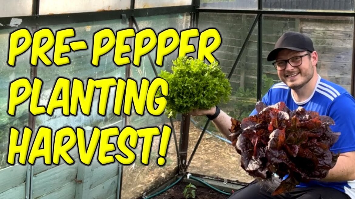 Incredible Harvest! Planting Peppers & GIANT Lettuce! Incredible Harvest! Planting Peppers & GIANT Lettuce!