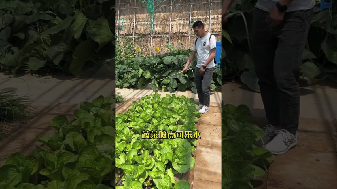 I growing garden at home by Meimei/ Vegetable