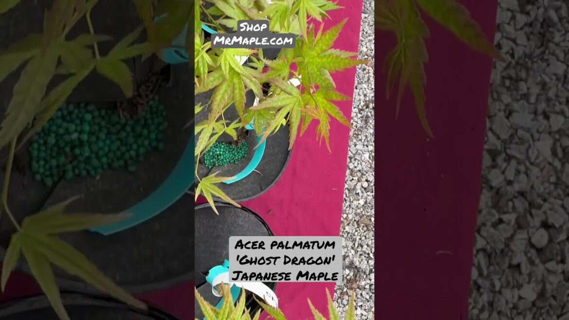 Acer palmatum 'Ghost Dragon' rare Japanese Maple by MrMaple.com #japanesemaple #gardening #garden