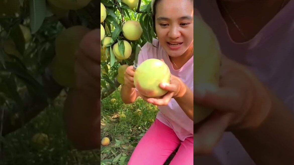 Green Peaches season! #amazingchina #gardening A1282 Green Peaches season! #amazingchina #gardening A1282