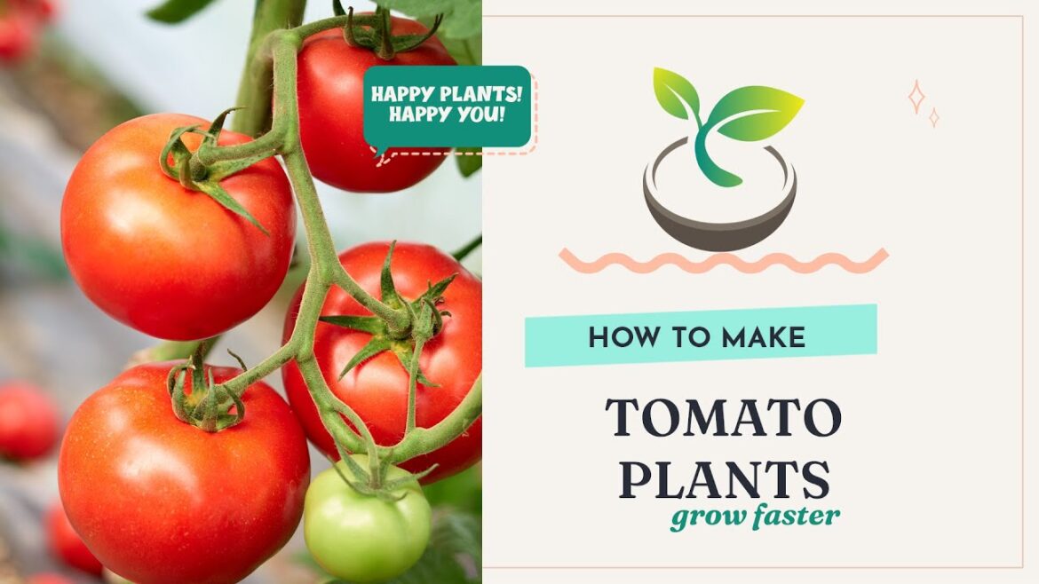 🍅⚡️ How to Make Tomato Plants Grow Faster: Proven Tips for Gardeners