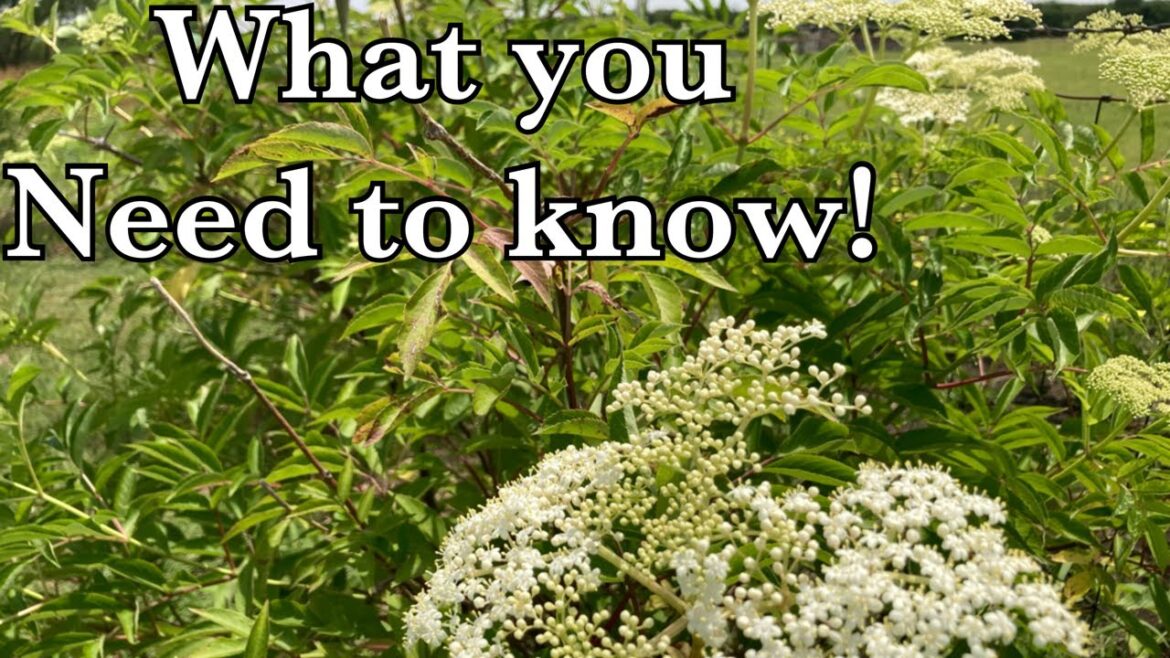 Growing Elderberry! What you need to know!